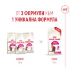 Royal Canin Fussy – Суха храна за котки с капризен апетит, над 1 година - Image 6