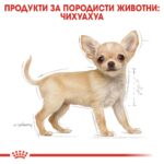 ROYAL CANIN Puppy Chihuahua - храна за подрастващи кученца Чихуахуа до 8 месеца - Image 2