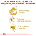 Royal Canin British Shorthair Adult - Суха храна за британска късокосместа котка над 12 месеца - Image 3