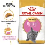 Royal Canin British Shorthair Kitten - Суха храна за британски късокосмести котенца до 12 месеца