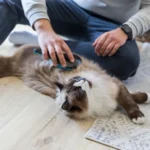 Trixie мека четка за разресване на кучета и котки - Image 5